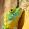 Seeing The Lizards profil fotoğrafı