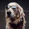 puppycool profil fotoğrafı