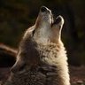 Howling Wolf's profile picture