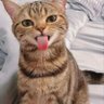 sukakucing ็ๅคดๅ
