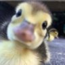 Profilbild von bebekkepo
