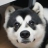 dlichu's profile picture