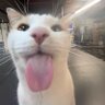 liz's profile picture
