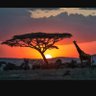 Profilbild von Serengeti 8888