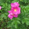 Flower 的头像