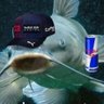 Max Pezstappen's profile picture