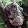 Profilbild von Lovely Koala 🐨