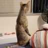 Фото профиля Suricata de apartamento
