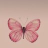 Samiyah.A.Aburas's profile picture
