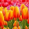 முகில் profil fotoğrafı