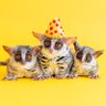 ショウガラゴのピザトル🐵🍕PIZZATORU profil fotoğrafı