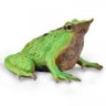 Froggers 🐸 的头像