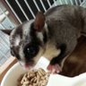Profilbild von かぼす