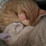 しもつかれG profil fotoğrafı
