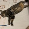 カズオ profil fotoğrafı