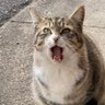 Profilbild von 悠久