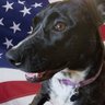 The Political Doggo's profile picture