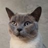 progamerkruydt profil fotoğrafı