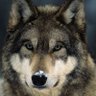 Фото профиля The Spin Wolf