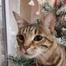 БенГал profil fotoğrafı
