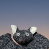bunbun's profile picture