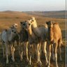Salim Kashoop's profile picture