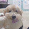 オリックスがんばれ profil fotoğrafı
