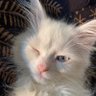 Fatmahancımcım profil fotoğrafı