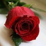 ع🌹's profile picture