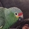Фото профиля birb