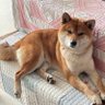 Maomaotouqiaoni profil fotoğrafı