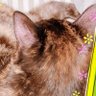 ふゆはるあき 的头像