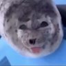 Profilbild von goofy seal