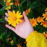 - الـورده الصفـراء 🌼. 的头像