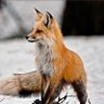 Profilbild von Fox886