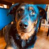 Profilbild von Earl Doge