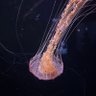 Jan Prazak's profile picture
