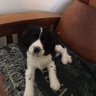 english springer fan🇺🇸's profile picture