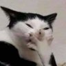 Profilbild von snowflakes