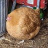 Фото профиля round_chibben