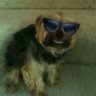 lasagna's profile picture