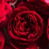 Фото профиля luna🥀永遠に。
