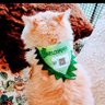ねこぱんち's profile picture