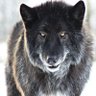 Тигр's profile picture