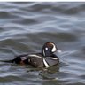 Profilbild von Ocean Duck