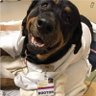 Profilbild von The Sport Dogtor, M.D.