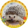 Profilbild von Harinezumi🦔🍥🍥🍥