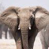 Фото профиля Elephant head