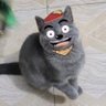 Profilbild von QiShILuanXiedE