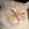 Profilbild von MiniCereal